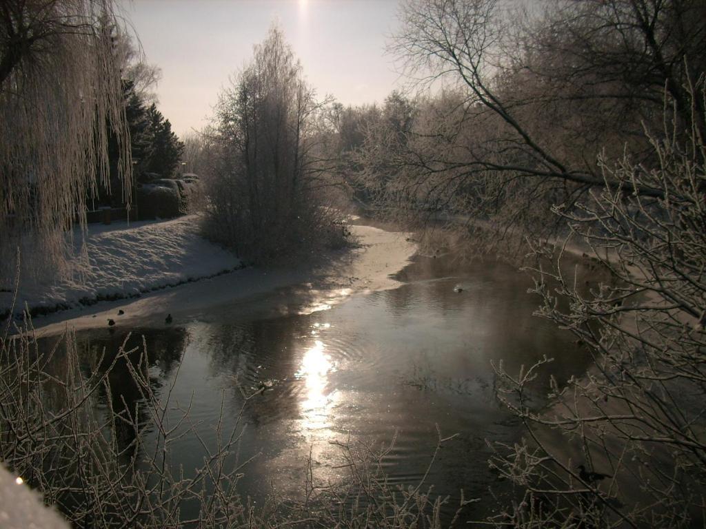 Hainbuche Im Spreewald Lubben