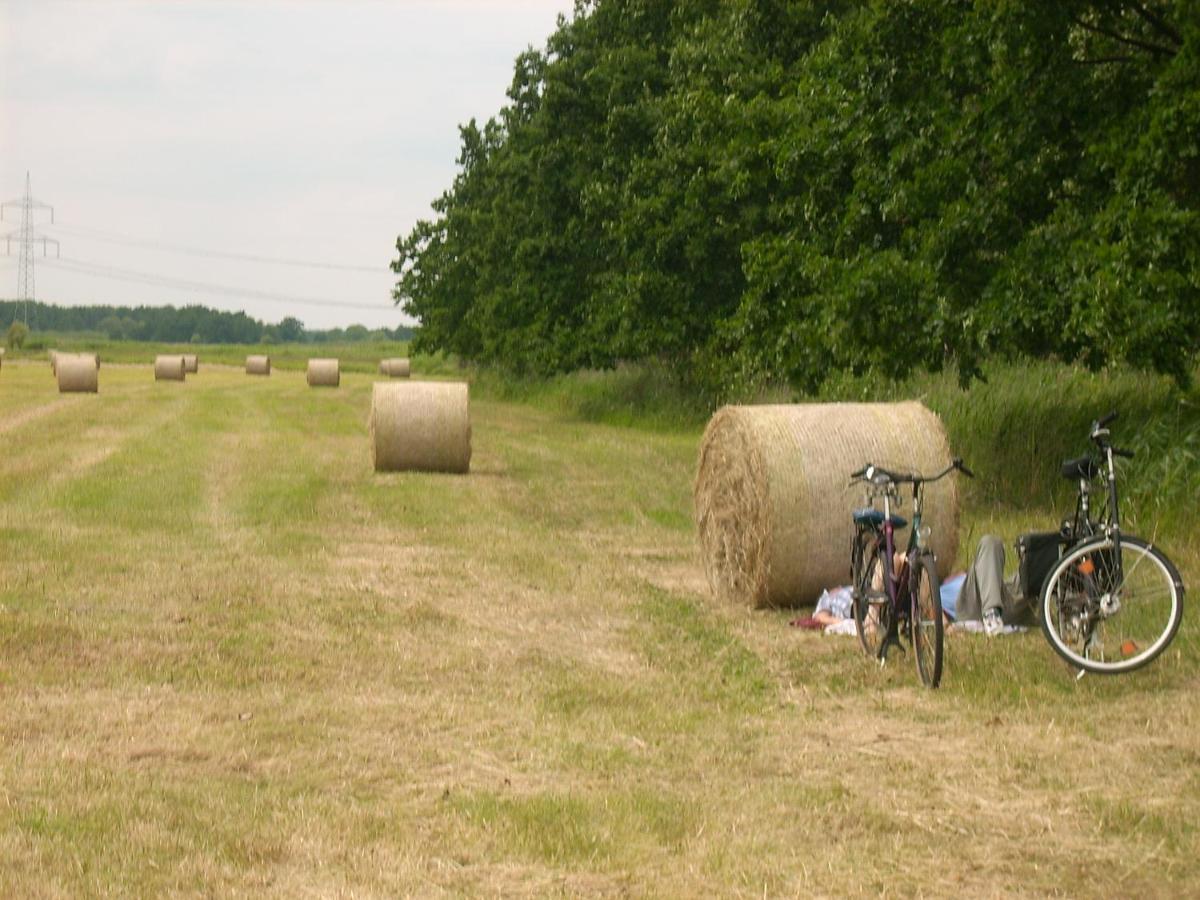 Hainbuche Im Spreewald