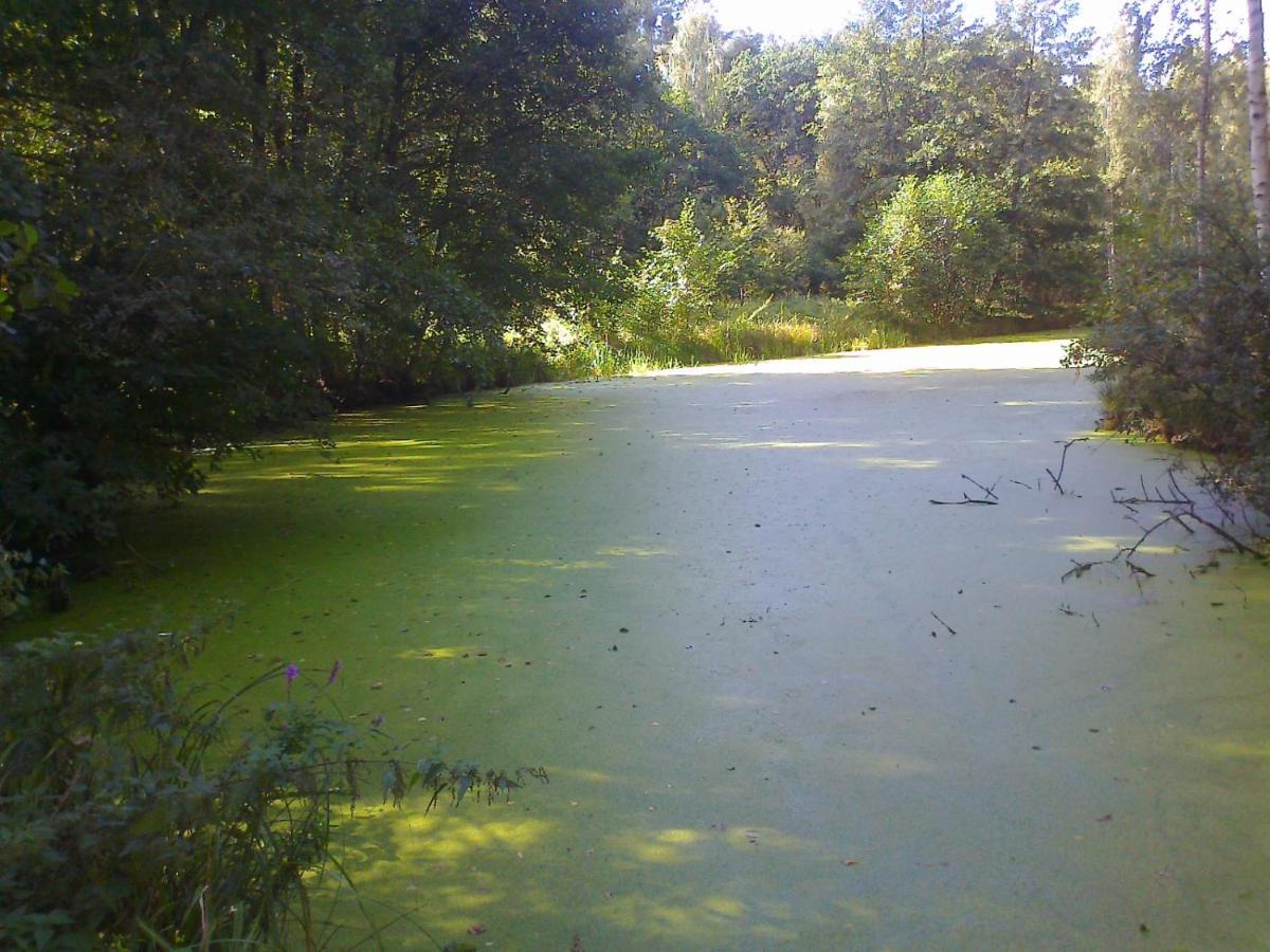 Hainbuche Im Spreewald Lubben