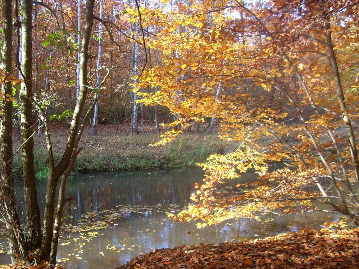 Hainbuche Im Spreewald * Люббен